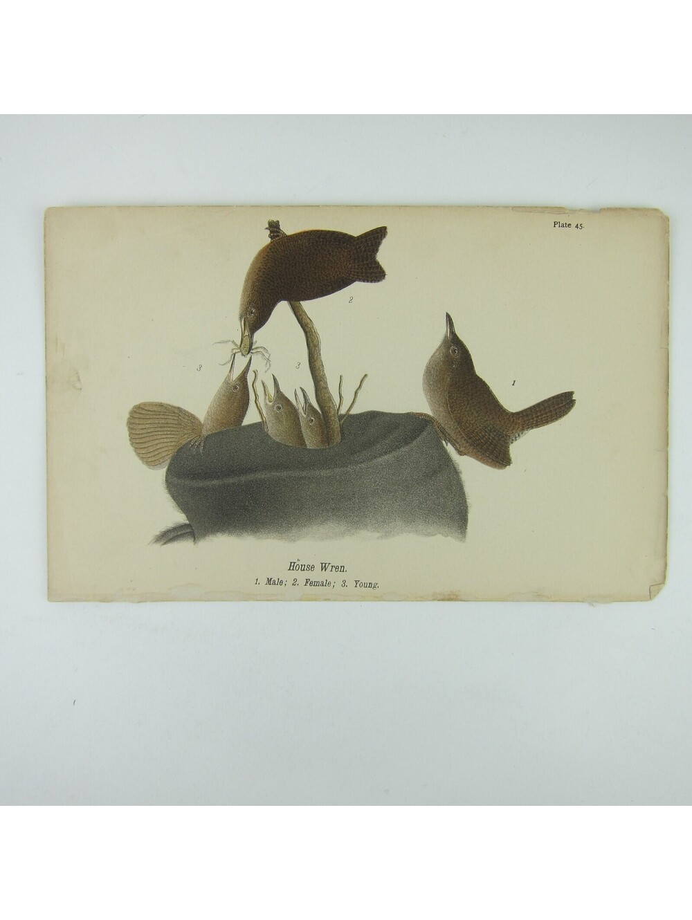 Bird Lithograph Print House Wren after John James Audubon Antique 1890